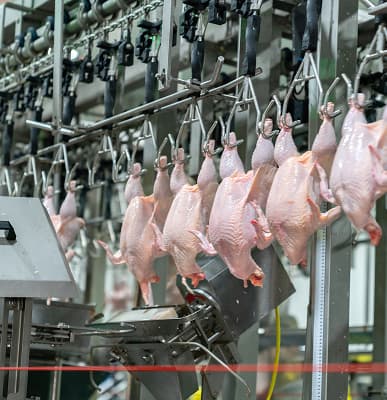 Poultry Processing Plants